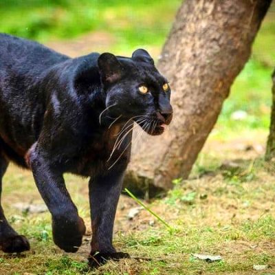 dandeli-wildlife-sanctuary